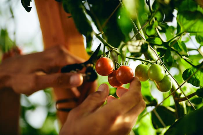 Farm Greenhouse tomatoes